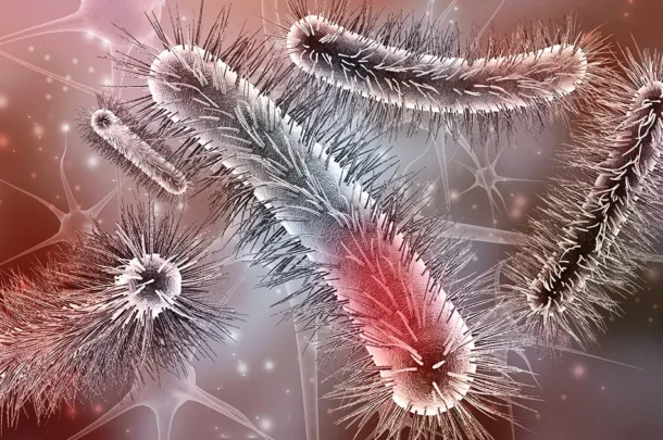 Illustration of E-coli - Escherichia coli