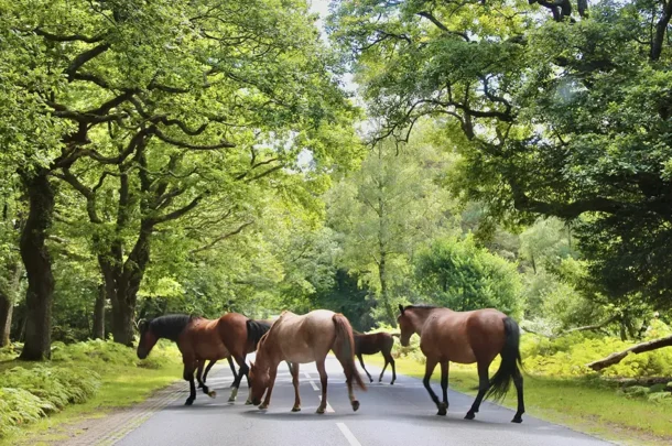 A group of horses walks across a tarmacked road surrounded by lush green trees and foliage on a bright, sunny day.